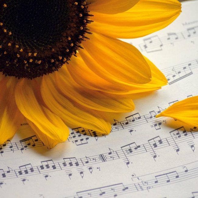 sunflower, summer songs, choir, sheet music, summer concert, autumn songs, music, songs, concert, to sing, notenblatt, birthday song, teacher gradebook, grades, make music, petals, choir, choir, choir, choir, choir